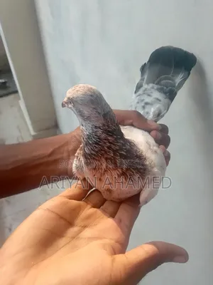 Red Ribbon Madi Pigeon
