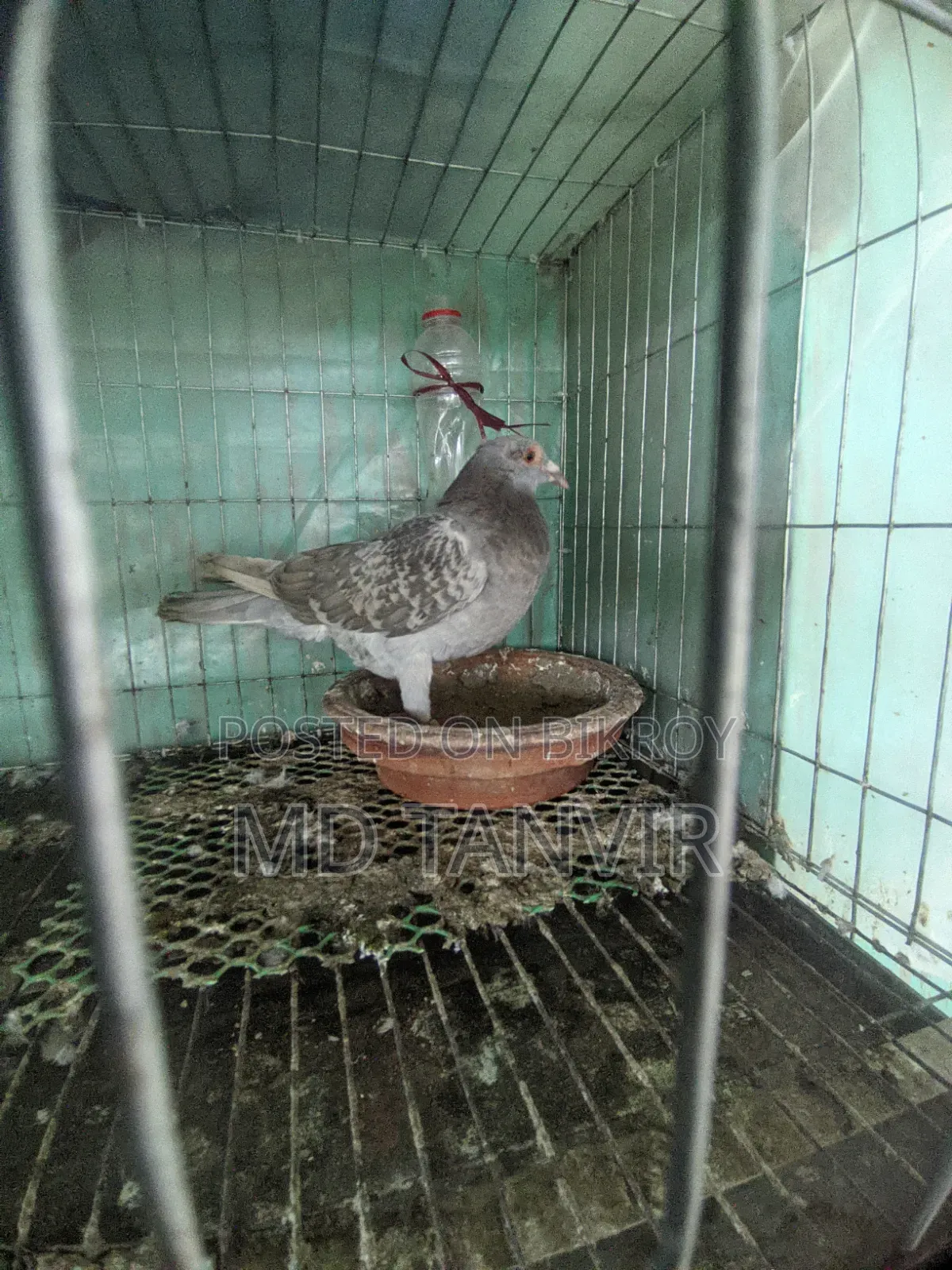রানিং হোমা