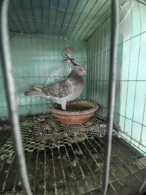 রানিং হোমা