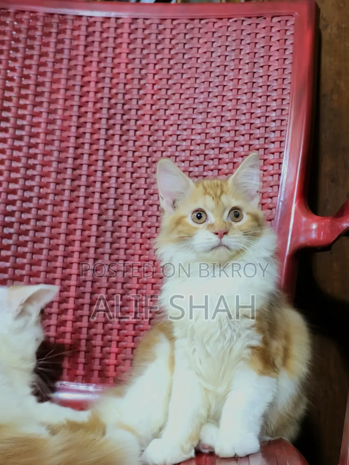 1-3 months Female Purebred Persian