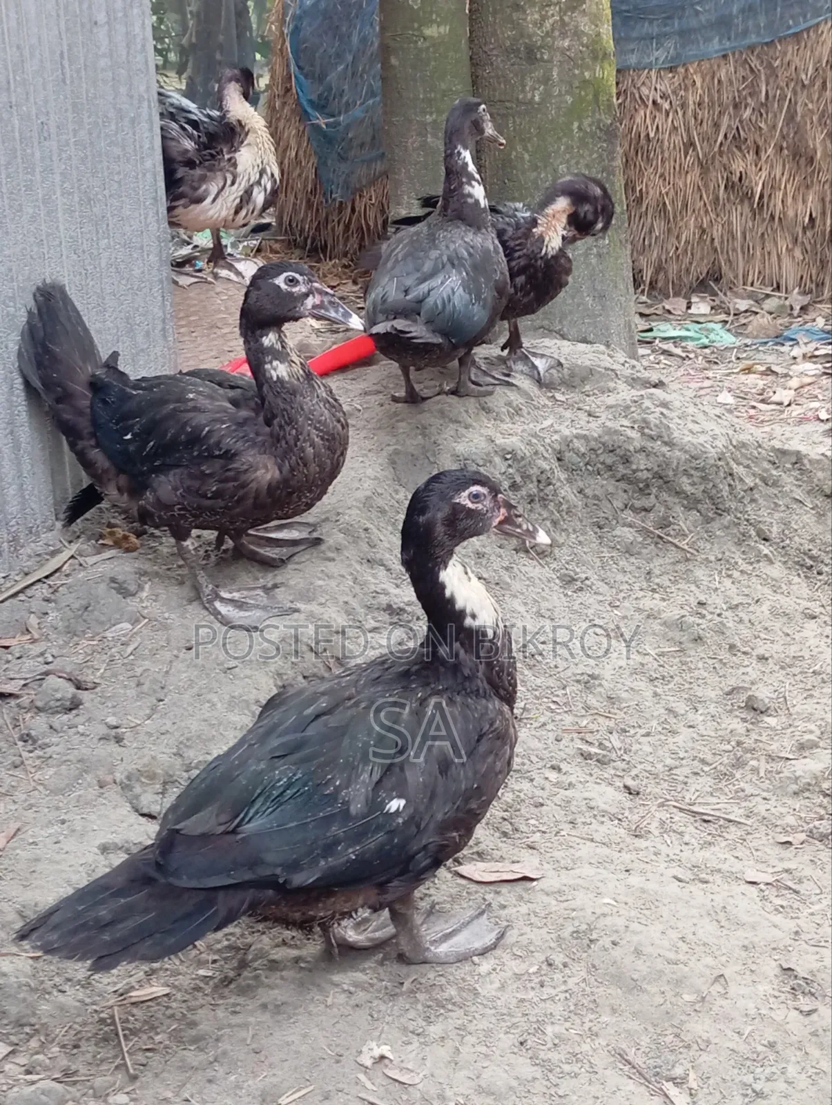 Chinese Duck 900 Taka per piece