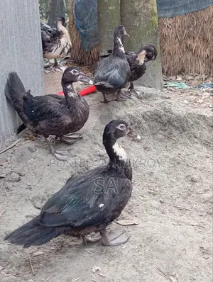Chinese Duck 900 Taka per piece