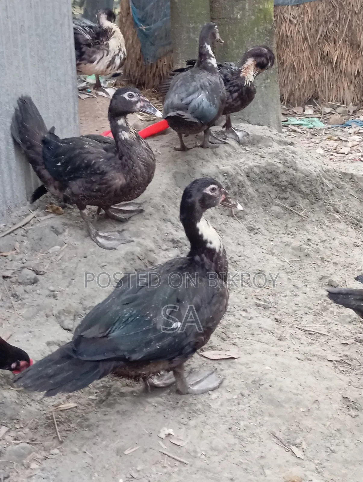 Chinese Duck 900 Taka per piece