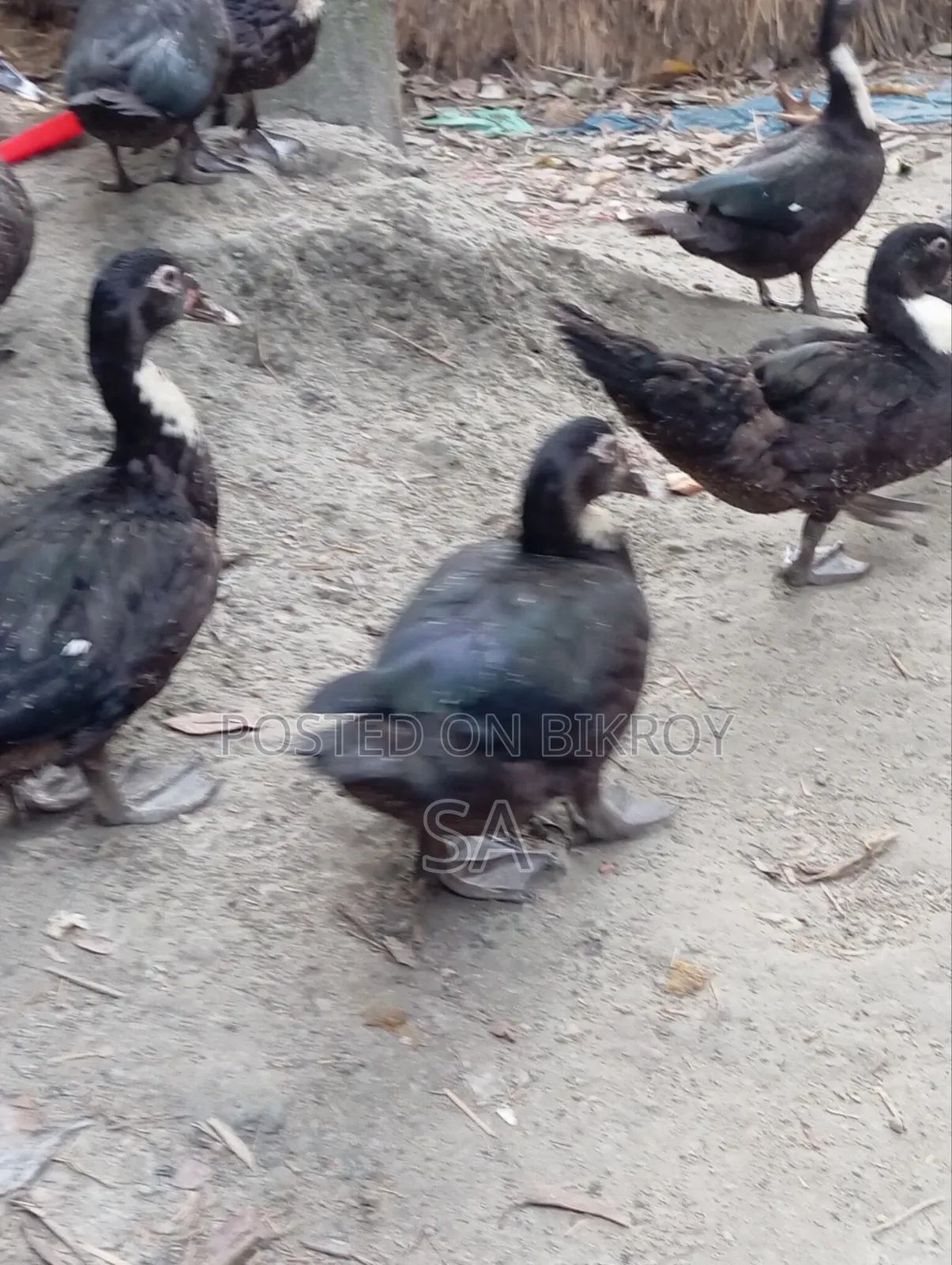 Chinese Duck 900 Taka per piece