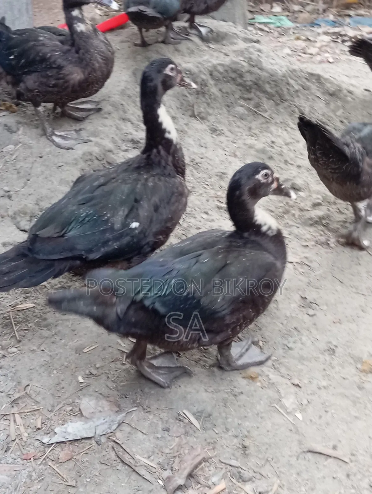 Chinese Duck 900 Taka per piece
