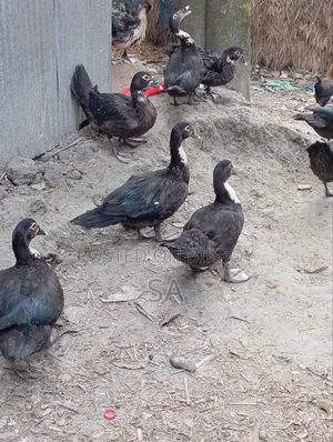 Chinese Duck 900 Taka per piece