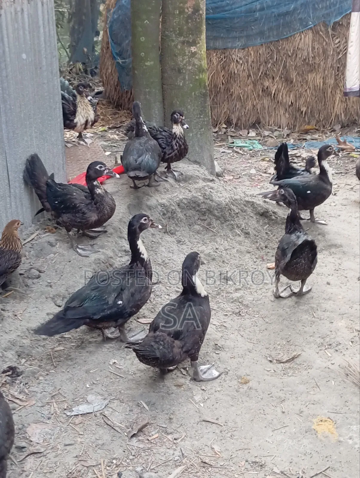 Chinese Duck 900 Taka per piece