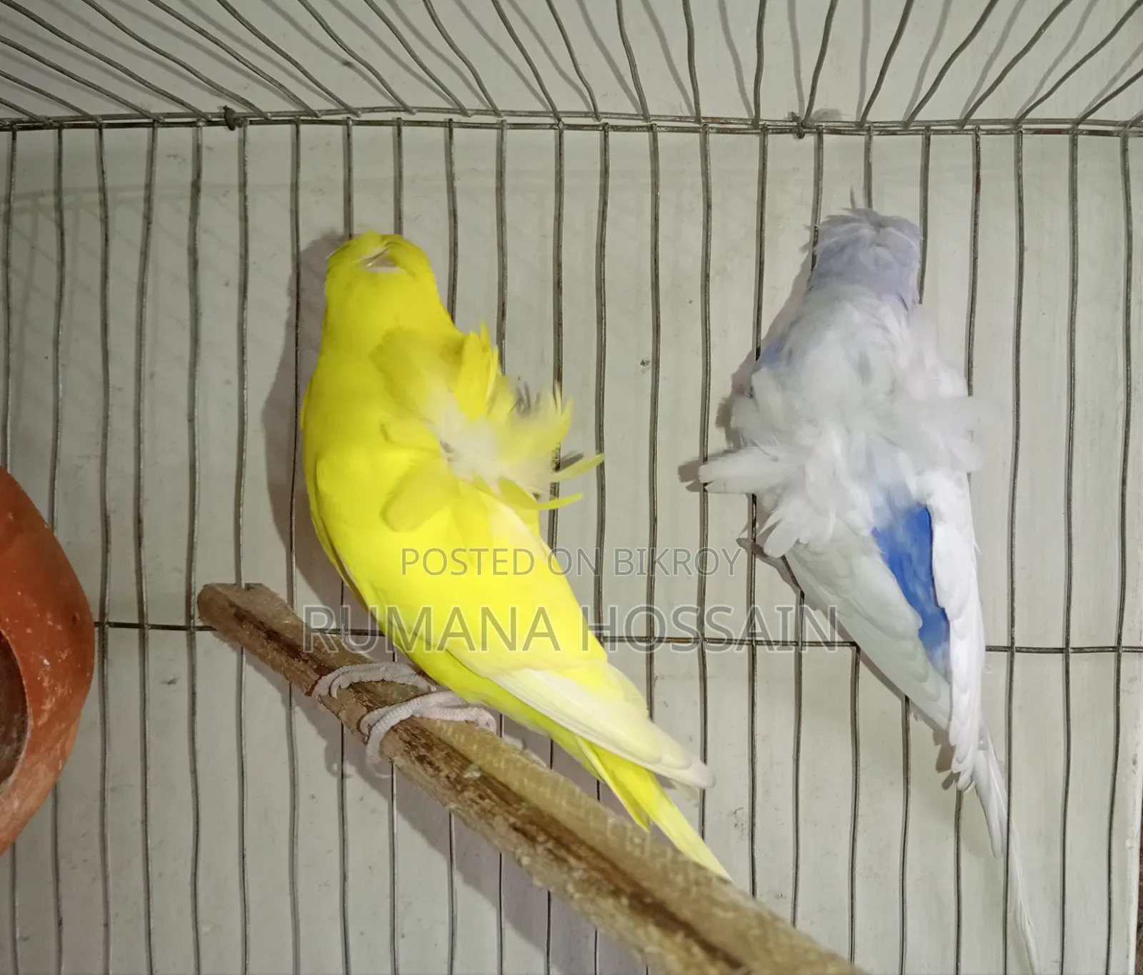 এক জোড়া অ্যাডাল্ট ডাবল ফ্লাওয়ার জাপানি বাজরিকা বিক্রয় করা হবে