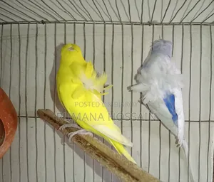 এক জোড়া অ্যাডাল্ট ডাবল ফ্লাওয়ার জাপানি বাজরিকা বিক্রয় করা হবে