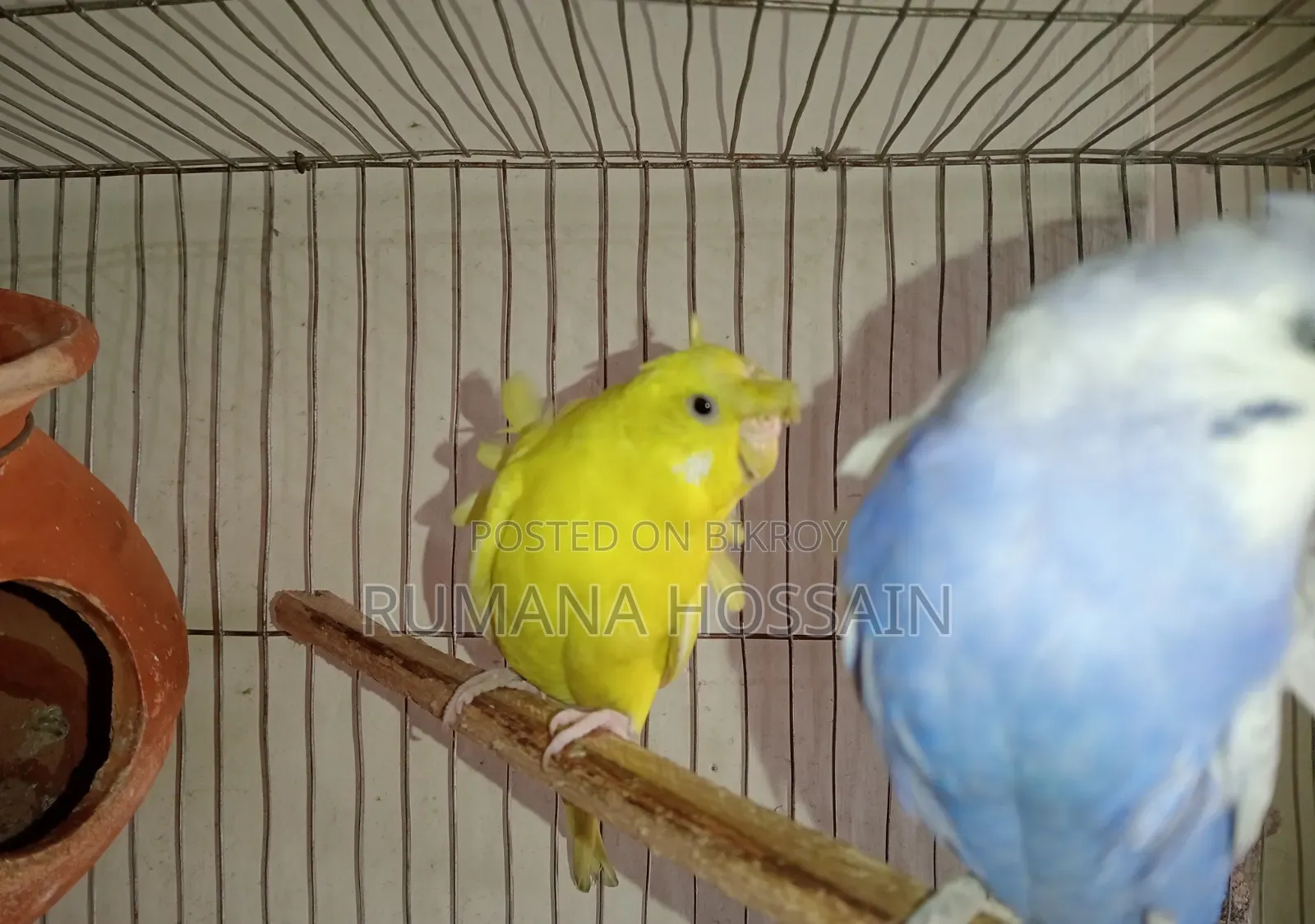 এক জোড়া অ্যাডাল্ট ডাবল ফ্লাওয়ার জাপানি বাজরিকা বিক্রয় করা হবে