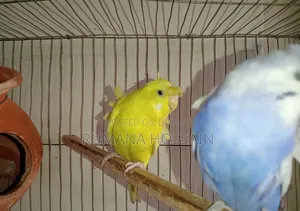এক জোড়া অ্যাডাল্ট ডাবল ফ্লাওয়ার জাপানি বাজরিকা বিক্রয় করা হবে