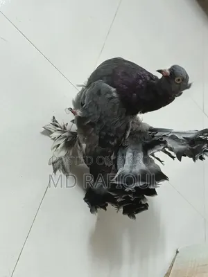 লাক্ষা কবুতর বিক্রয়ের জন্য,