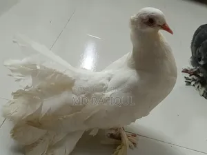 Lakhha Pigeon for Sale,