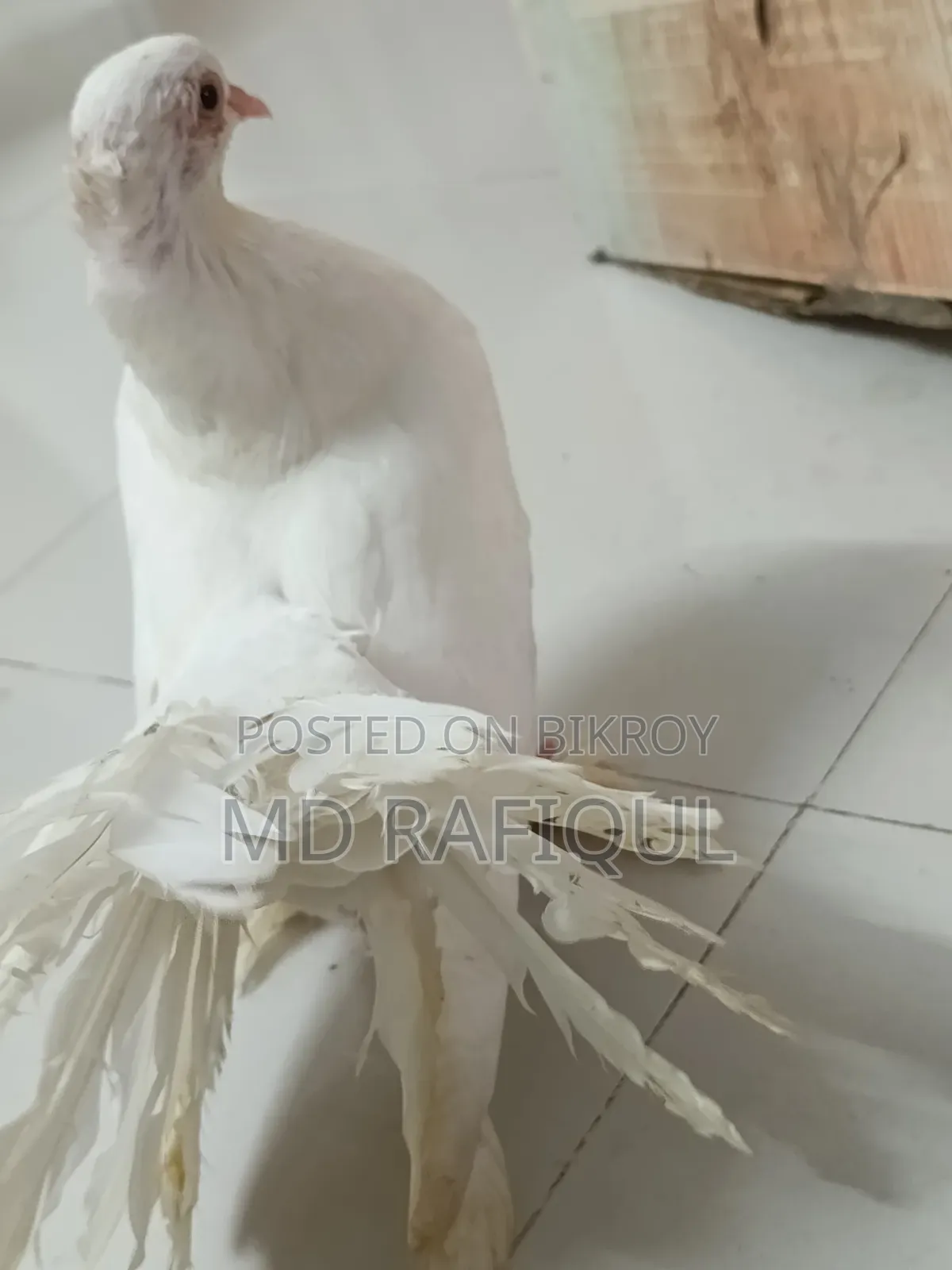 Lakhha Pigeon for Sale,