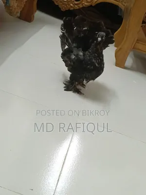 Lakhha Pigeon for Sale,
