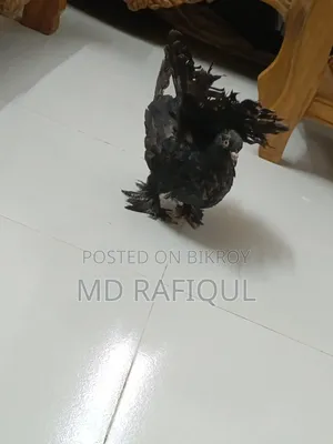 Lakhha Pigeon for Sale,