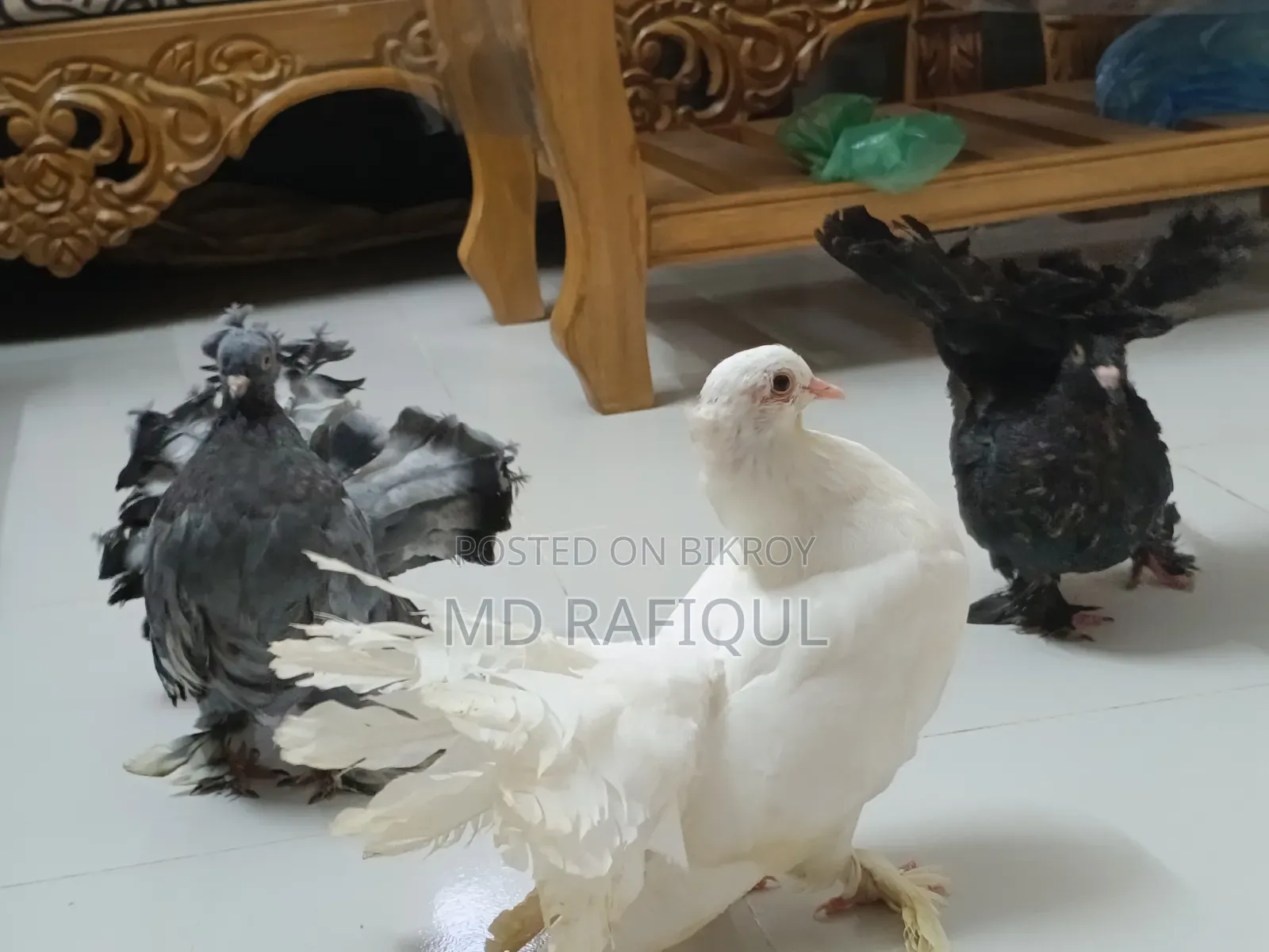 Lakhha Pigeon for Sale,