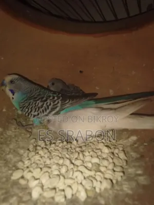 কিছু সেমি অ্যাডাল্ট বাজরিগার পাখি বিক্রি হবে