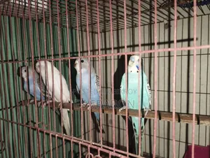 কিছু সেমি অ্যাডাল্ট বাজরিগার পাখি বিক্রি হবে