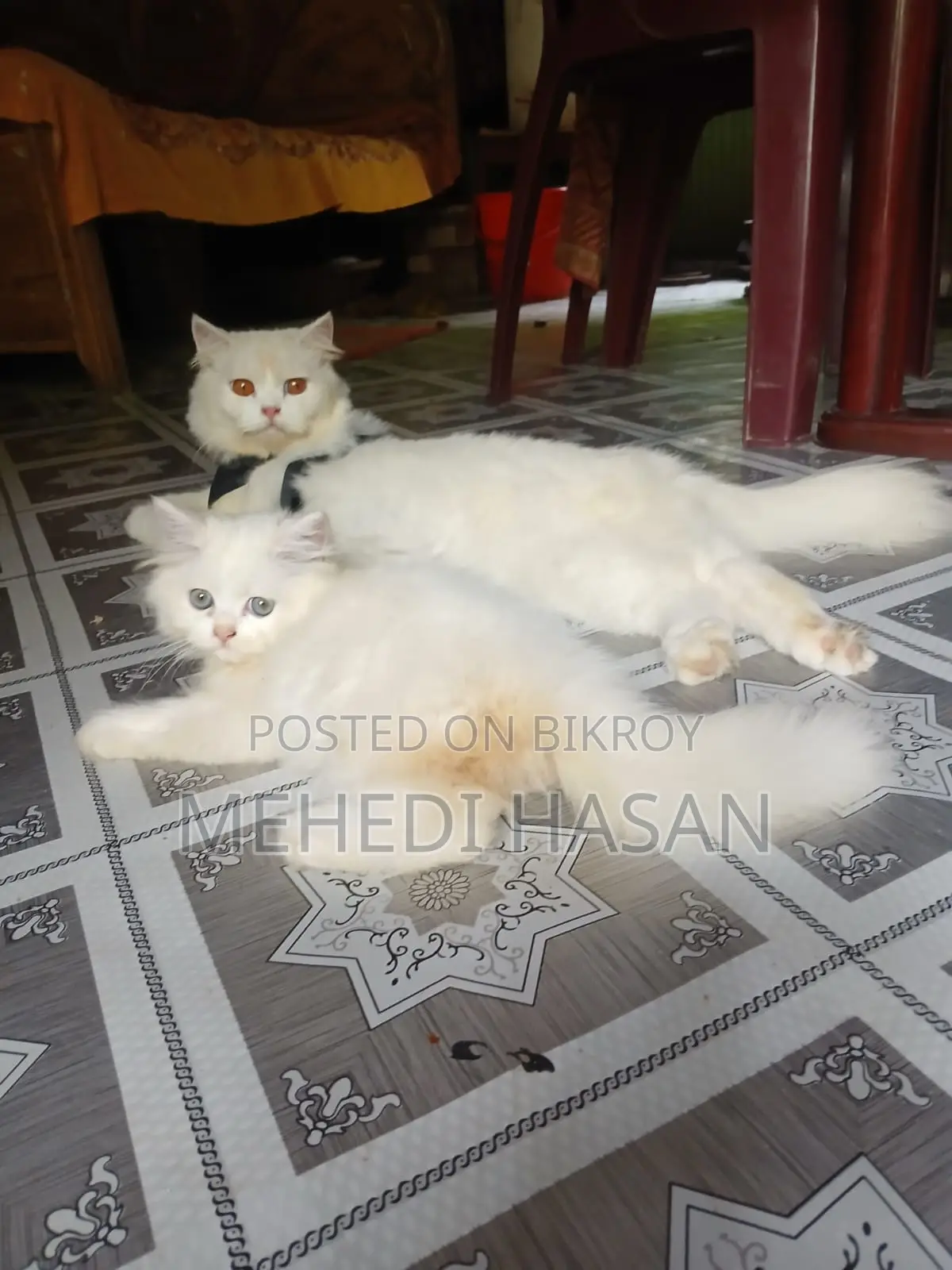 3-6 months Male Purebred Persian