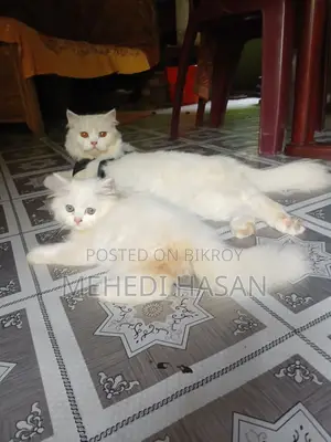 3-6 months Male Purebred Persian