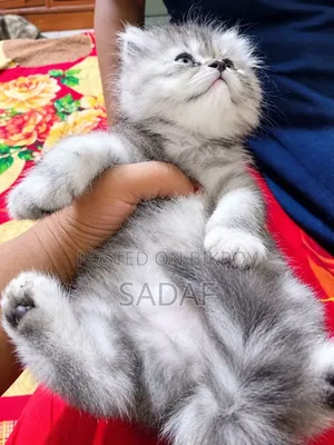 1-3 months Female Purebred Persian