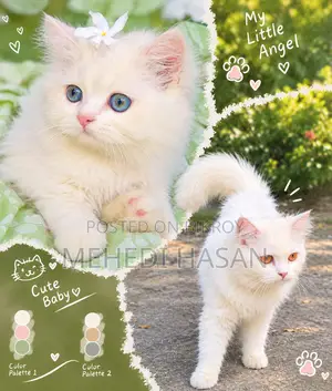 3-6 months Male Purebred Persian