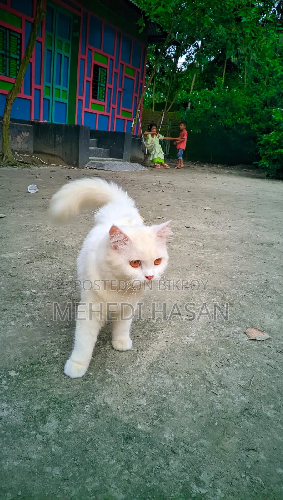 3-6 months Male Purebred Persian