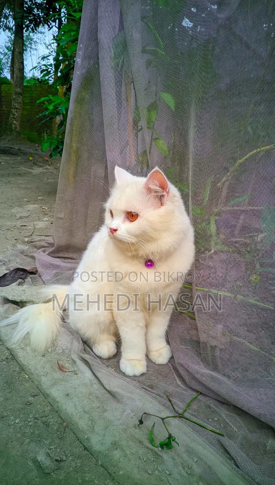 3-6 months Male Purebred Persian