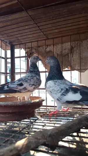 1 Pair of High Flyer Hammer Pigeons for Sale