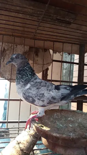 হাই ফ্লাইয়ার হেমার কবুতর বিক্রি হবে ১ জোড়া