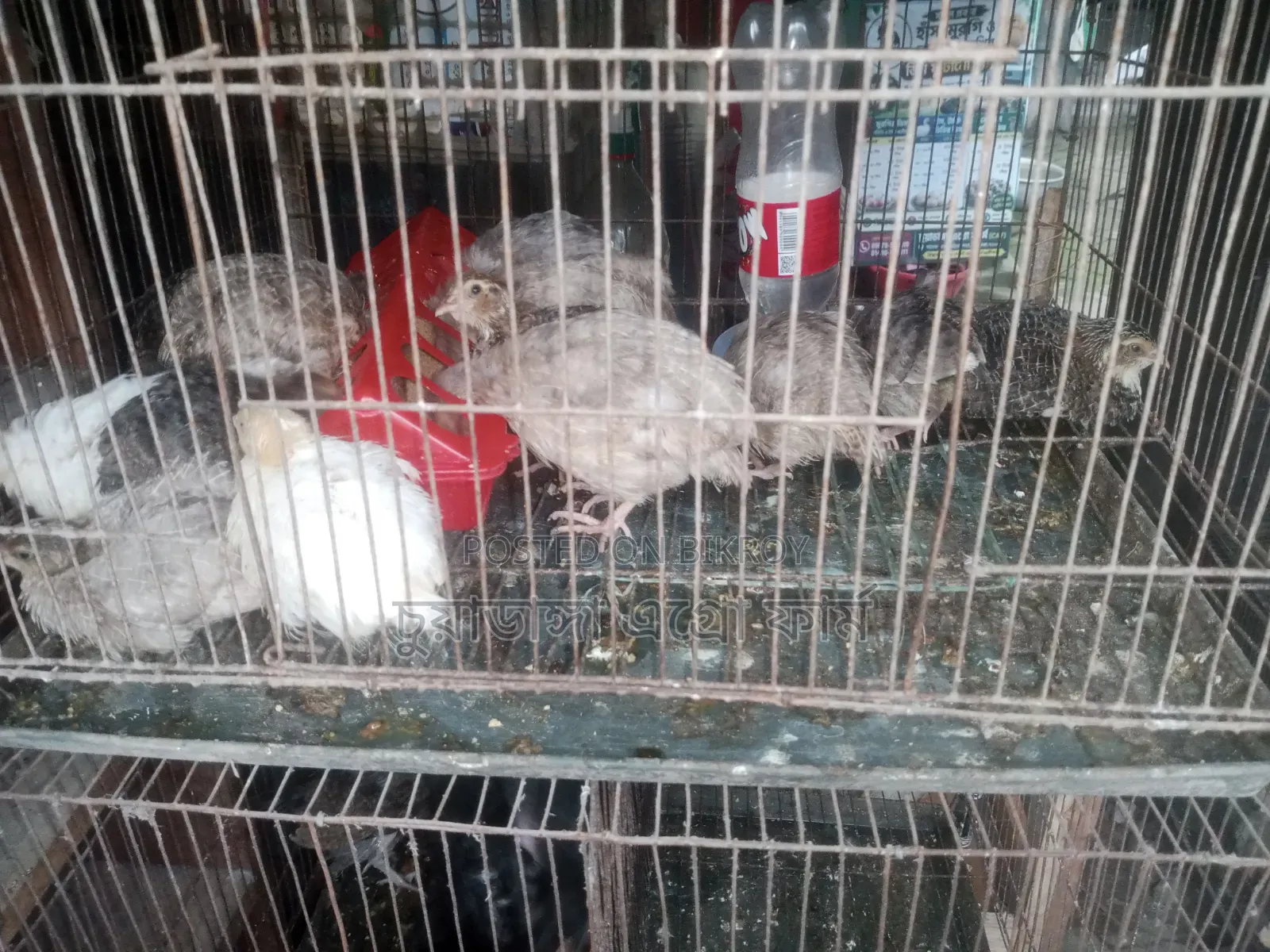 European Giant Coturnix Quail Chicks