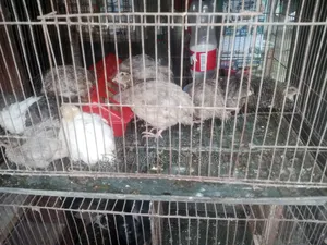 European Giant Coturnix Quail Chicks