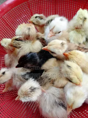 Pure Desi Neck-Featherless Chicken Chicks