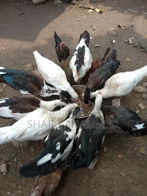 চীন হাঁস