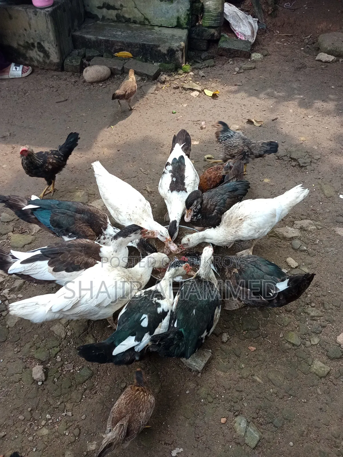চীন হাঁস