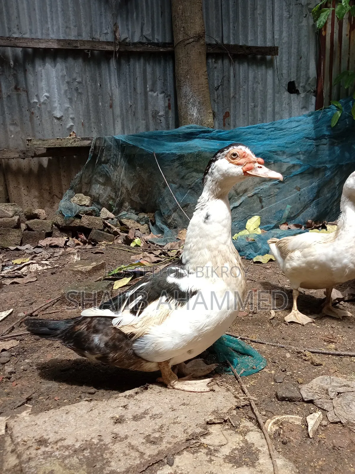 চীন হাঁস