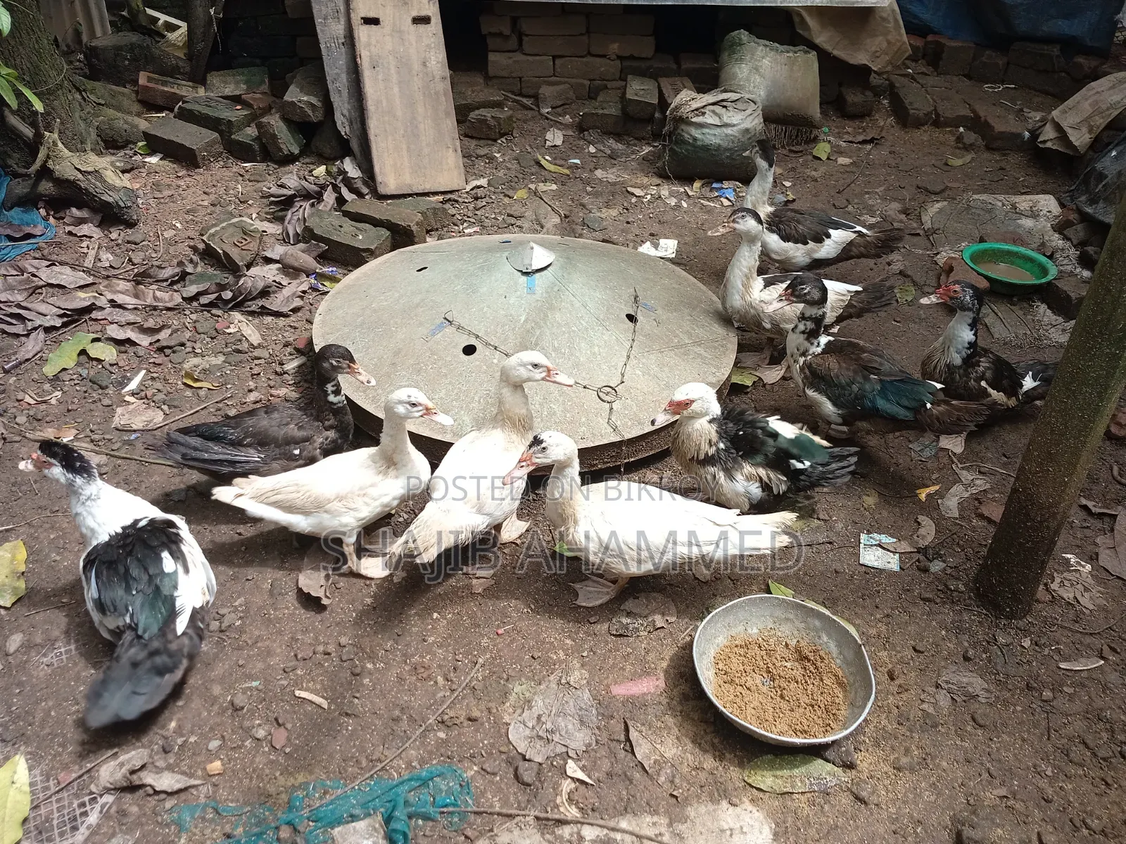চীন হাঁস