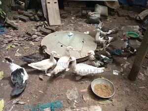 চীন হাঁস