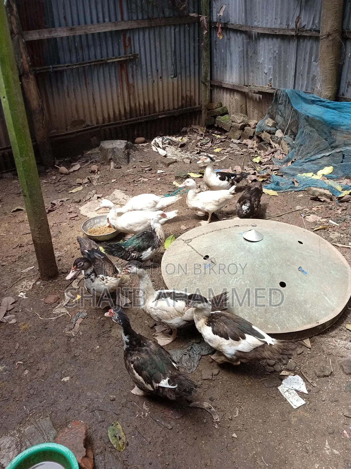 চীন হাঁস