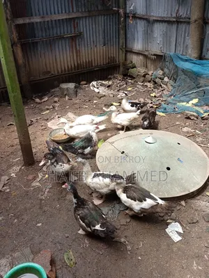 চীন হাঁস