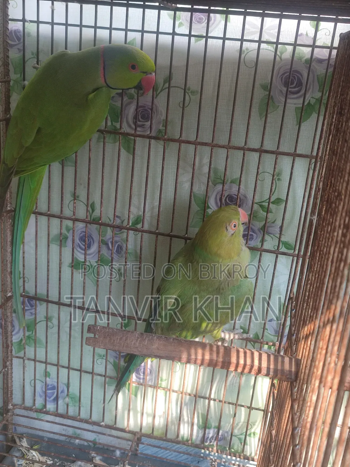 India Ringneck Parrot