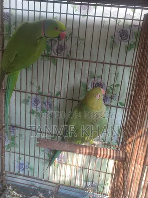 India Ringneck Parrot
