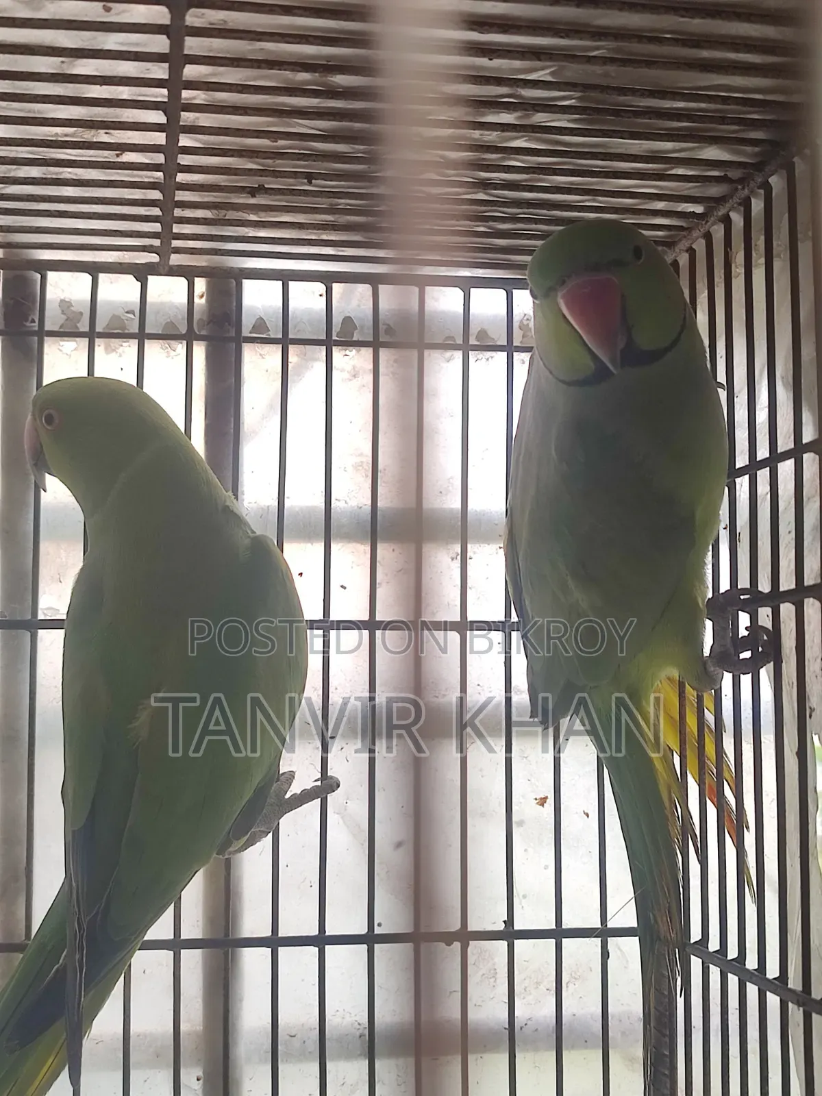 India Ringneck Parrot