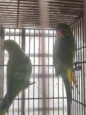 India Ringneck Parrot