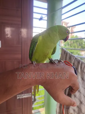 India Ringneck Parrot
