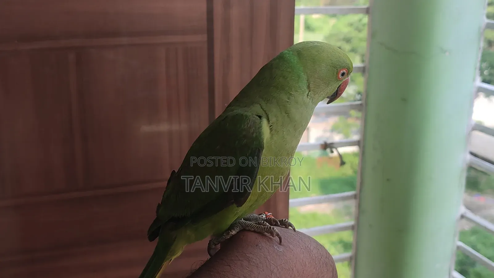India Ringneck Parrot