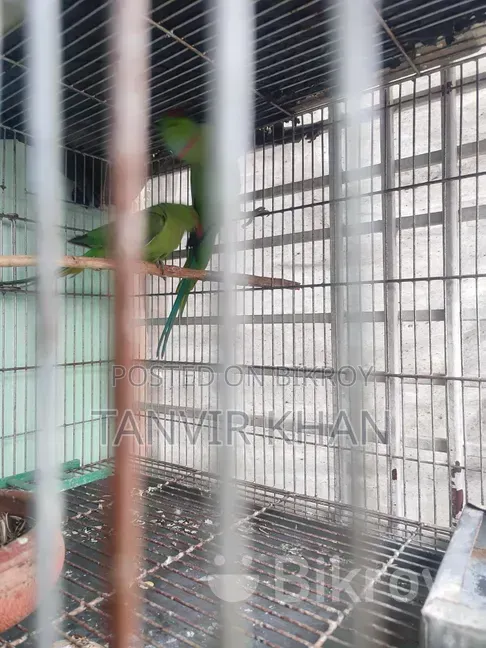 India Ringneck Parrot