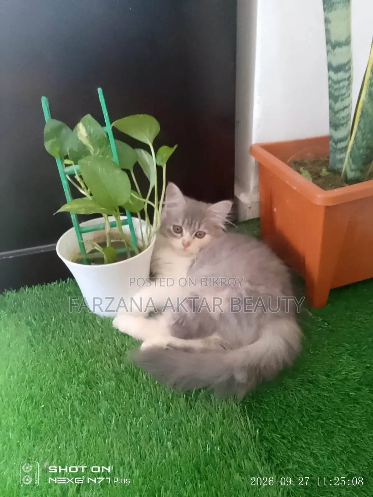 1-3 months Female Purebred Persian