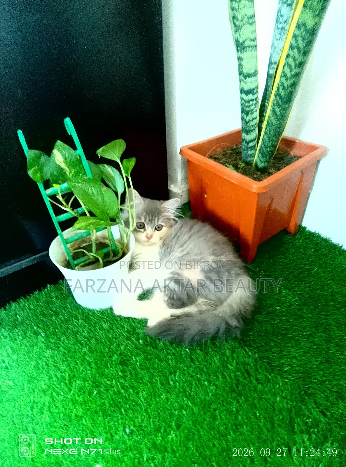 1-3 months Female Purebred Persian